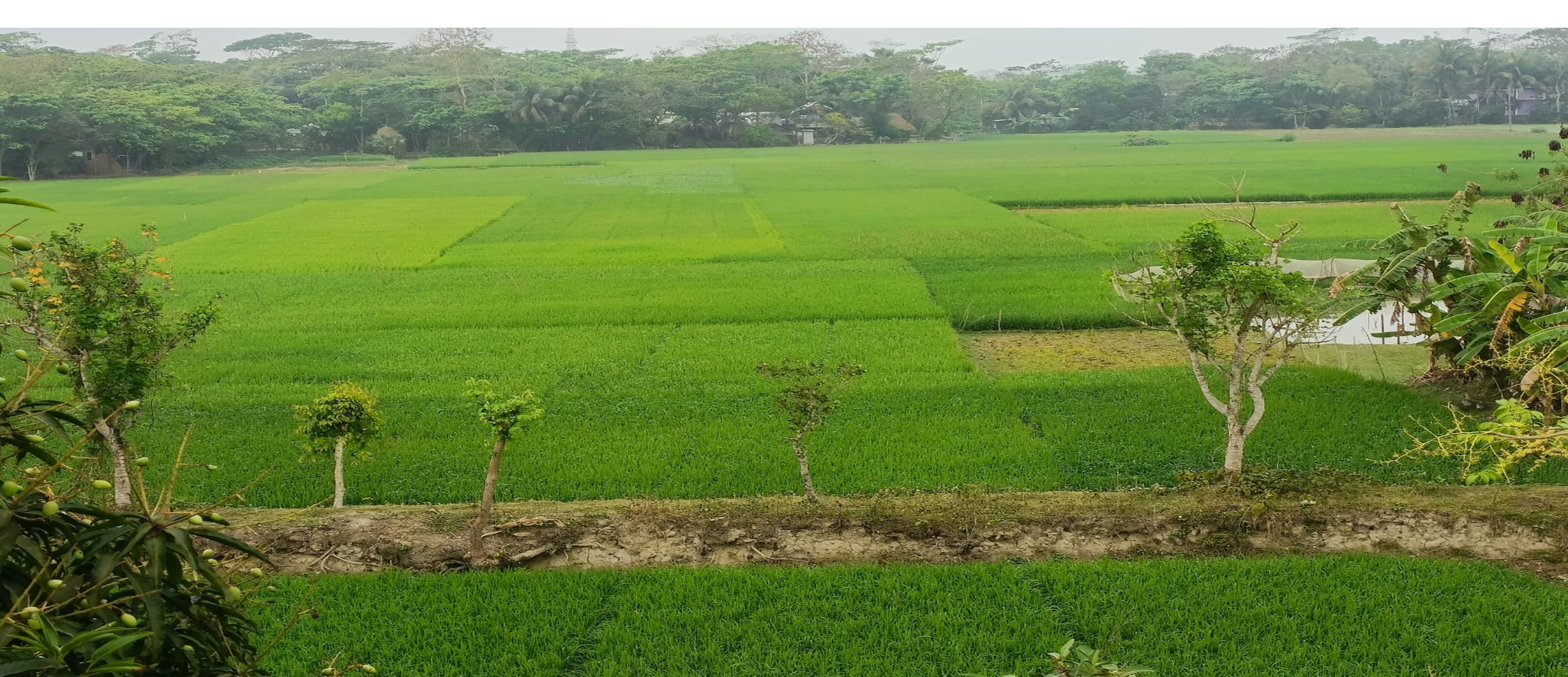 আমাদের গ্রামের সুন্দর দৃশ্য