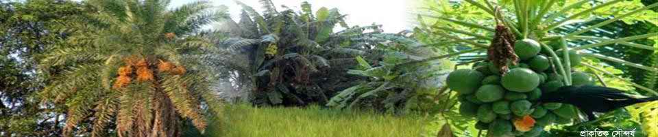 প্রকৃতিক সৌব্দর্য দেউলী