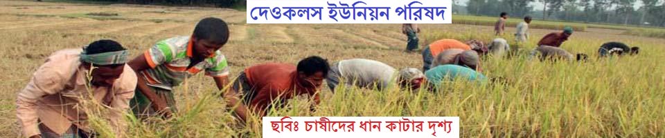 গ্রাম্য কৃষকদের ধান কাটা দৃশ্য