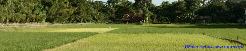 ইউপি নিকটবর্তী ধানের ছবি