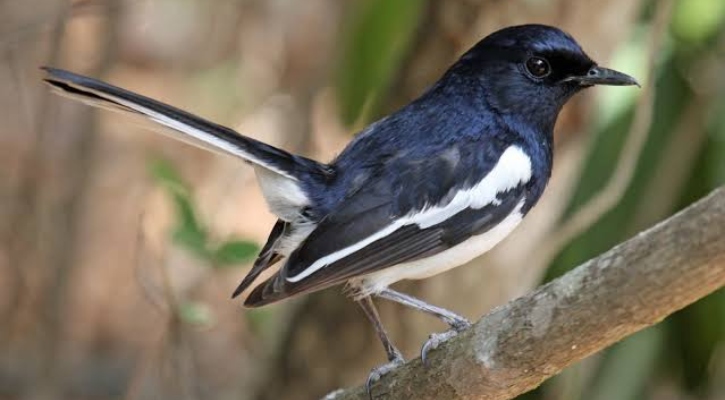 বিদ্যালয়ের ব্যানার
