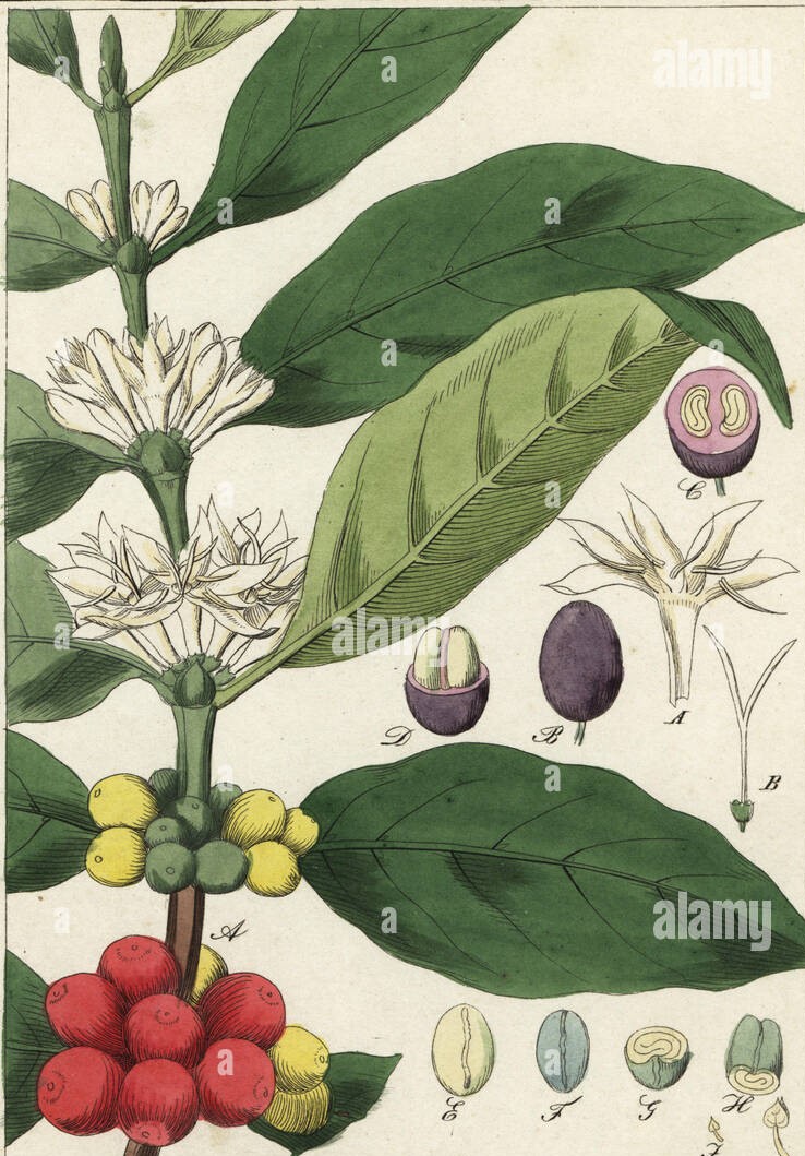 Unani & Ayurvedic Pharmacopea