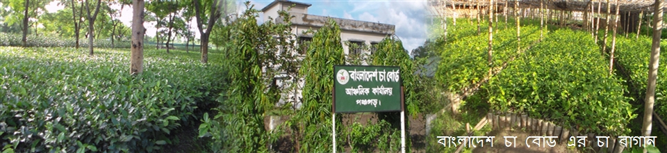 চা বাগান