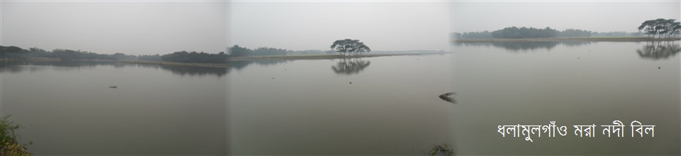 ধলামুলগাঁও মরা নদী বিল