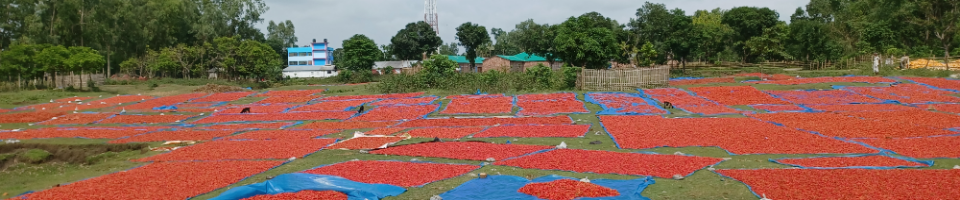 আটোয়ারী উপজেলা মরিচ শুকানোর দৃশ্য