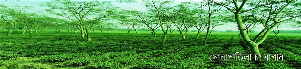 সোনাপাতিলা চা বাগান