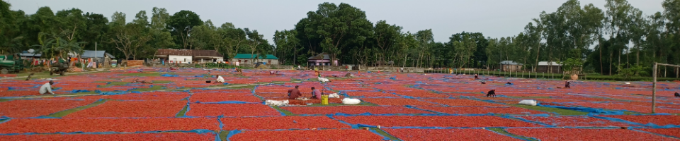 মাঠে মরিচ শুকানোর দৃশ্য