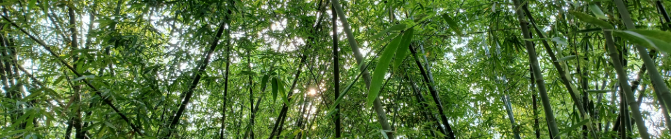 আটোয়ারী উপজেলার বাঁশ বাগান