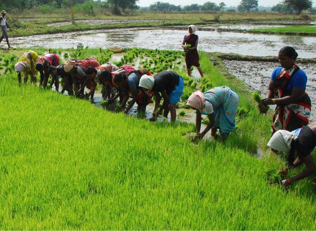 কৃষি ও প্রাণিসম্পদ সেবা