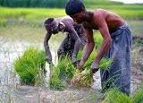 কৃষি ও প্রাণিসম্পদ