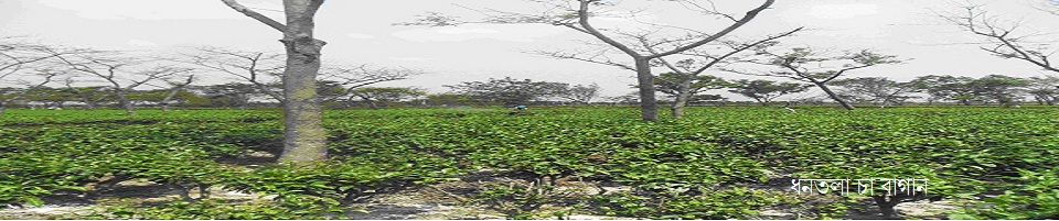 ফটো গ্যালারী