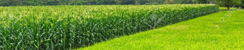 ধর্মগড় ধান ও ভুট্টা ক্ষেত