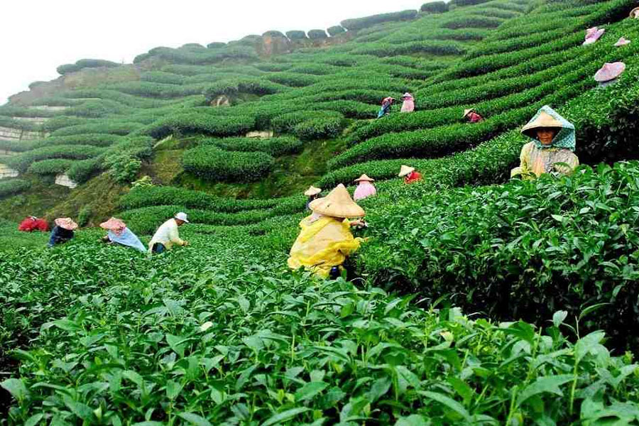 চা বাগান, সিলেট