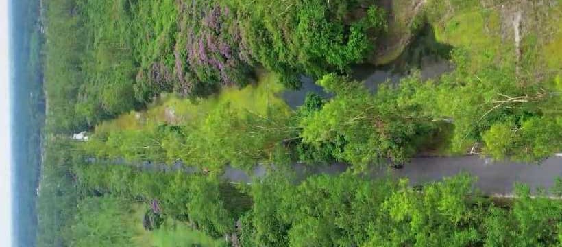 ডিমলা ফরেস্ট