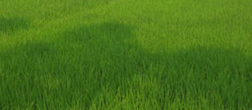 ব্যানার