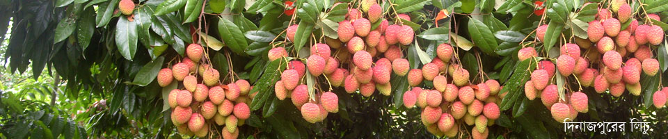 দিনাজপুরের লিচু