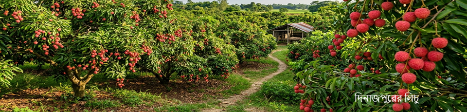 লিচু