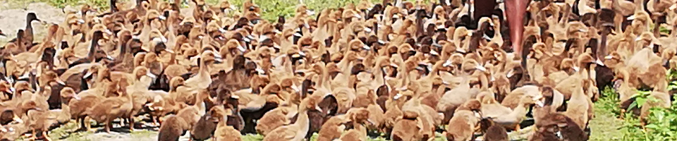 ব্যানার হাঁসের খামার