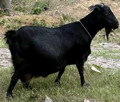 ব্ল্যাক বেংগল ছাগল