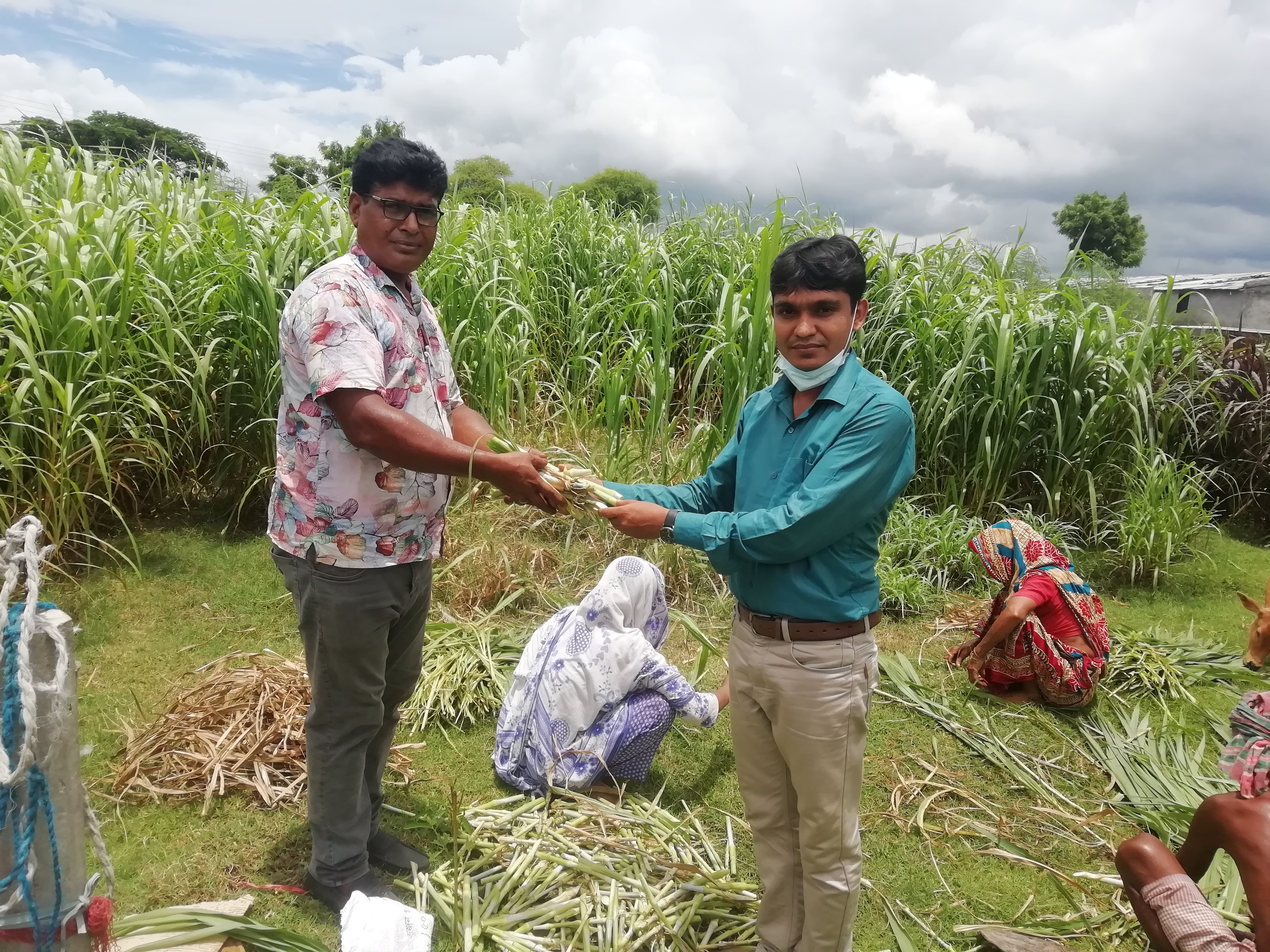 ঘাসের কাটিং বিতরণ