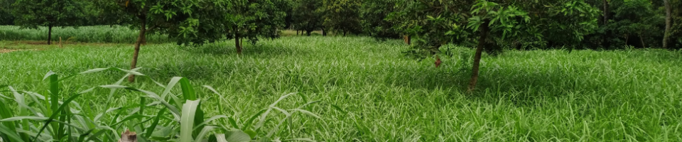 নেপিয়ার ঘাস চাষ