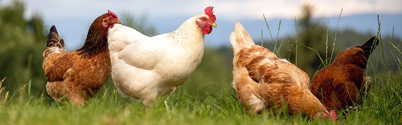 পোল্ট্রি