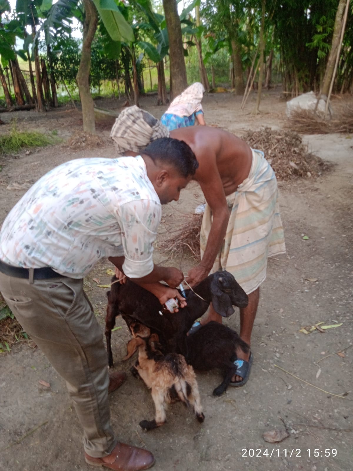 বিনামূল্যে ছাগল ও ভেড়ার পিপিআর টিকা প্রদান