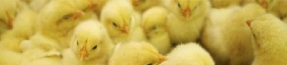 মুরগীর বাচ্চা