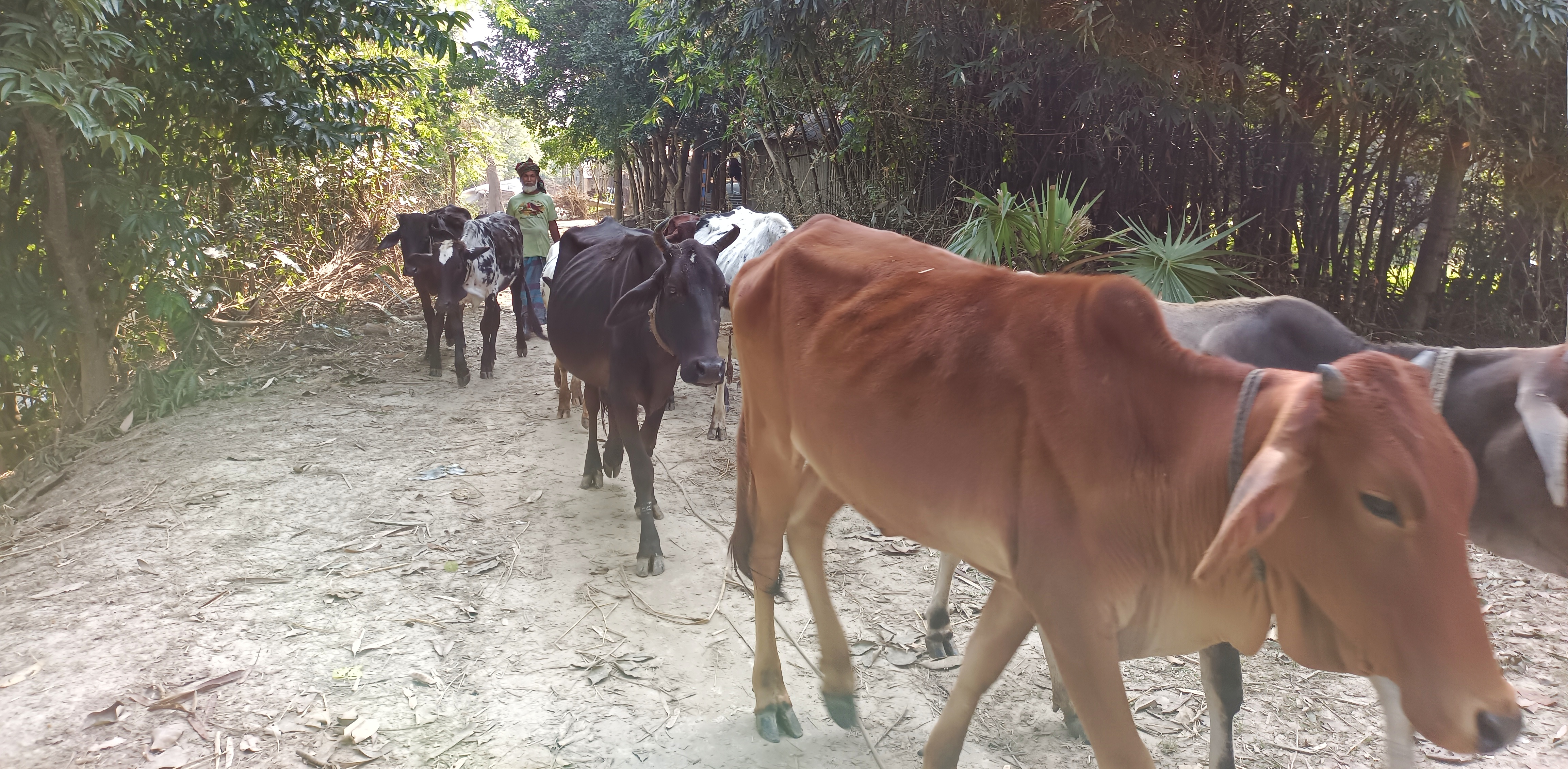 খামারী গরুর পাল নিয়ে মাঠে যাচ্ছেন