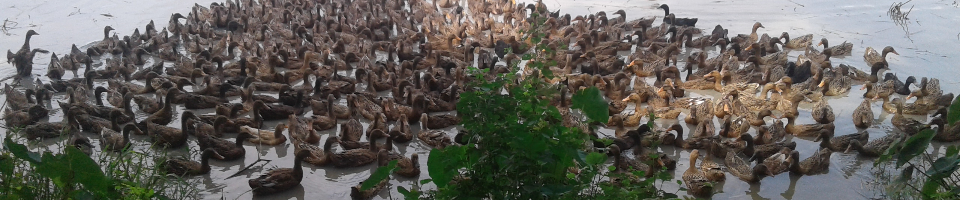 উন্নত জাতের হাঁস পালন