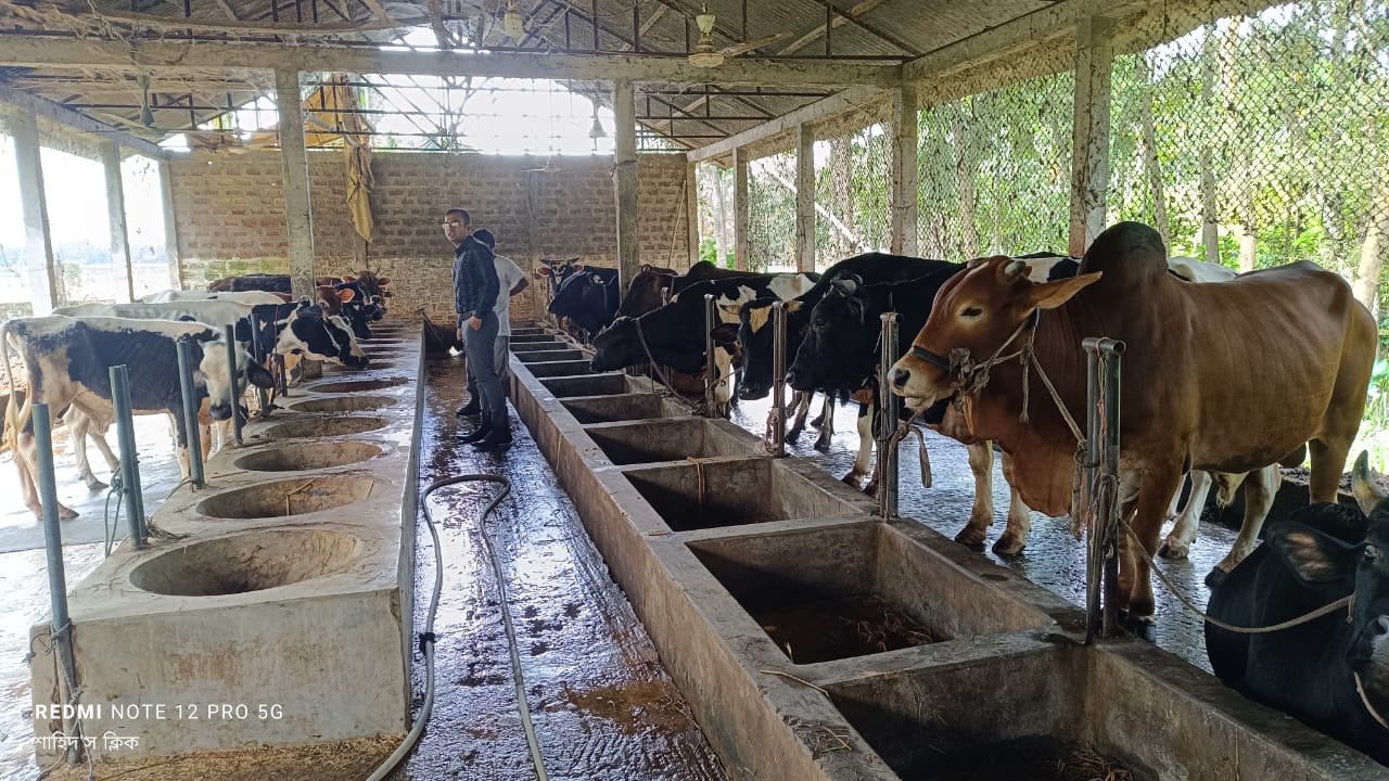 গরুর খামার পরিদর্শন