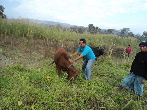গবাদি পশুর টিকা প্রদান
