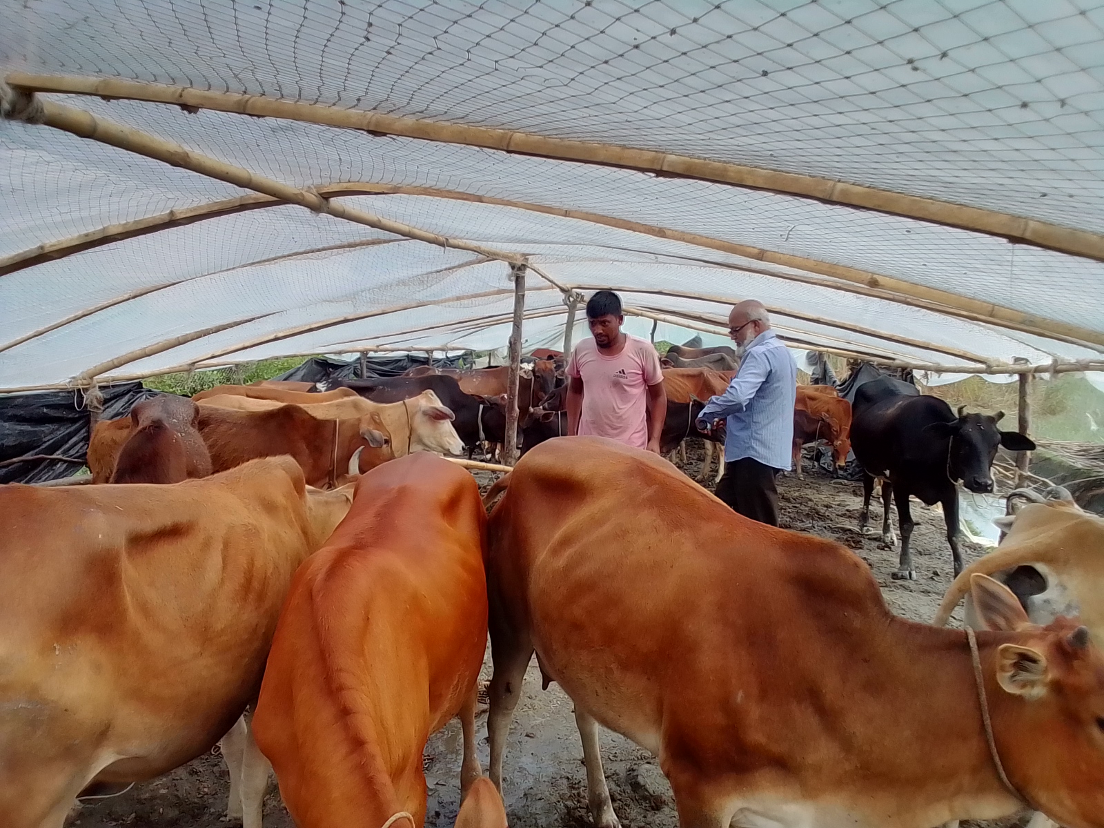 সম্প্রসারণ কাজ(টিকাদান কর্মসূচী)