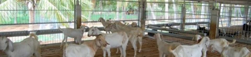 ছাগল পালন,ভেদরগঞ্জ