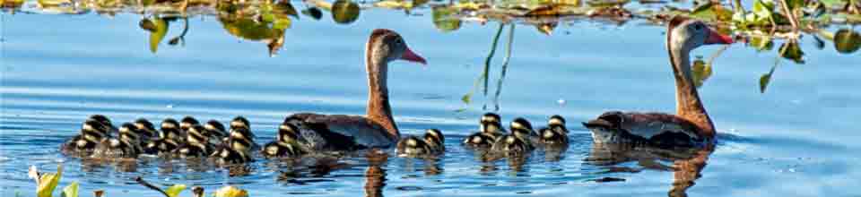হাঁসের বাচ্চা + লিলি