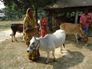 কৃমি নাশক বিতরণ