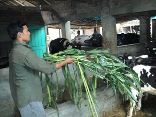 ডেইরী খামার