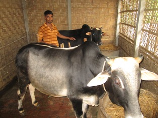 ইউএমএস প্রযুক্তিতে গরু মোটতাজাকরণ