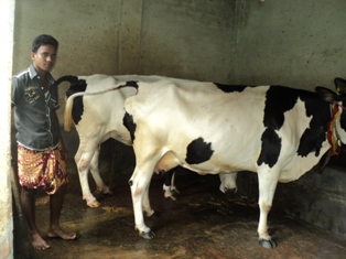 ডেইরী খামার