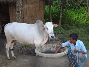 ইউএমএস প্রযুক্তিতে গরু মোটতাজাকরণ