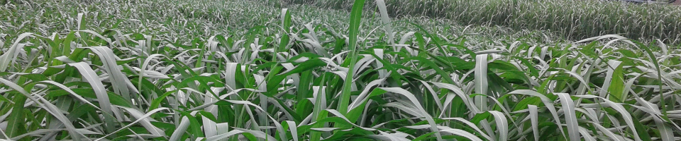 পাকচং ঘাস