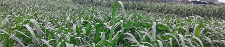 পাকচং ঘাস