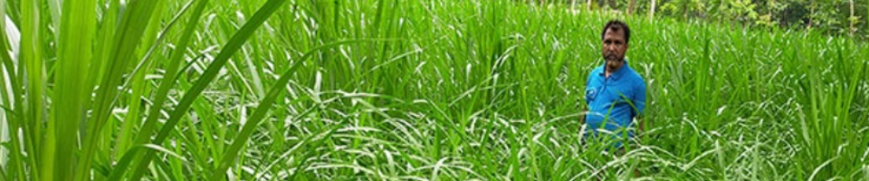 খামারিদের উন্নতমানের ঘাসের চাষ