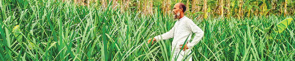 খামারিদের ঘাসের চাষ