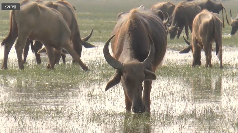 উপজেলা প্রাণিসম্পদ দপ্তর ও ভেটেরিনারি হাসপাতাল,বোরহানউদ্দিন,ভোলা।