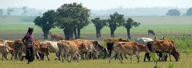 উপজেলা প্রাণিসম্পদ দপ্তর ও ভেটেরিনারি হাসপাতাল ,বোরহানঊদ্দিন