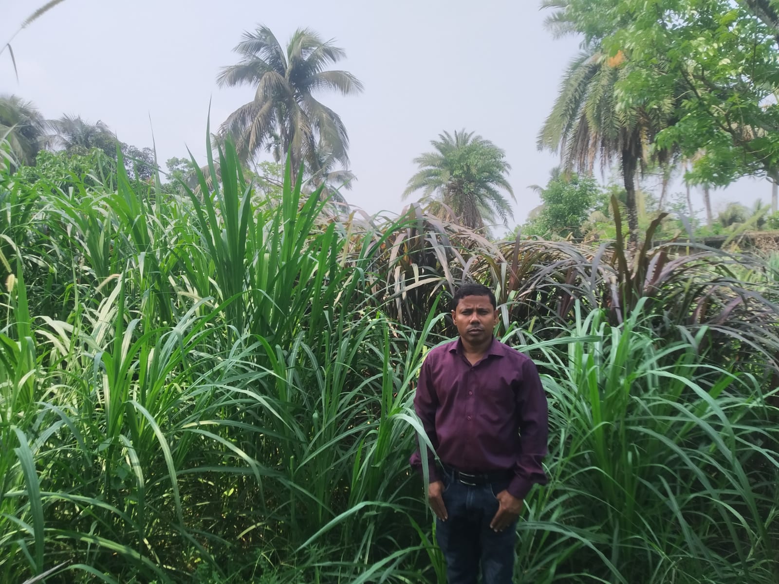 ক্যাম্পাস নার্সারি (নেপিয়ার পাকচং ঘাষ)
