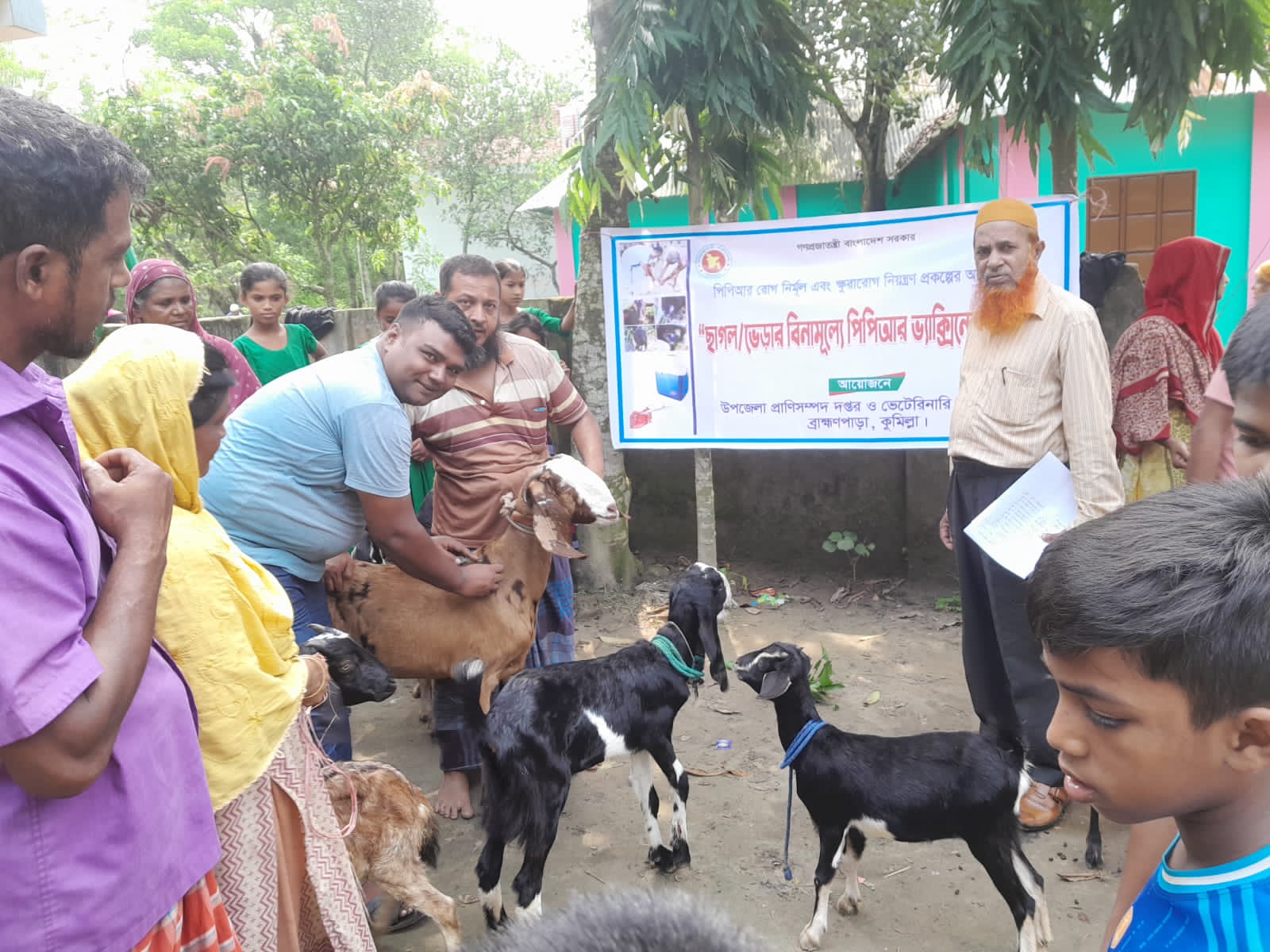 বিনা মূল্যে ছাগলের পিপিআর ভ্যাকসিন প্রোগ্রাম-2024,ব্রাহ্মনপাড়া,কুমিল্লা।
