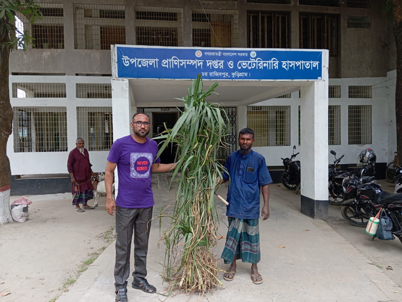 ঘাসের কাটিং বিতরণ