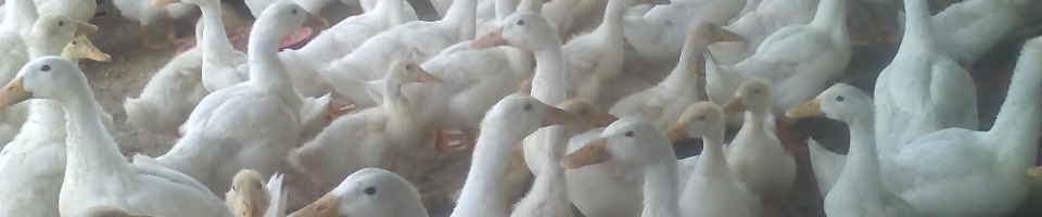 হাঁস খামারের ভিডিও